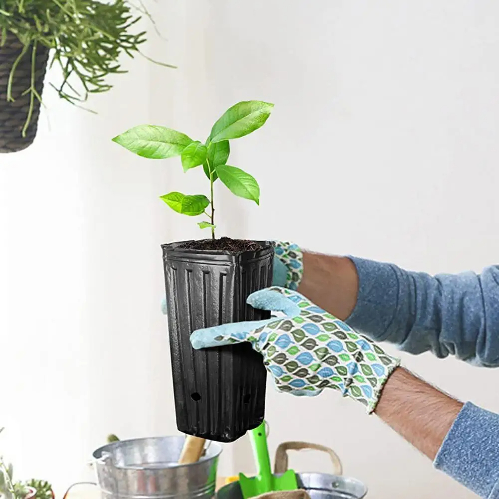 10/25 sztuk pędy drzew doniczk – Aloe Vera Pot recenzja i cena
