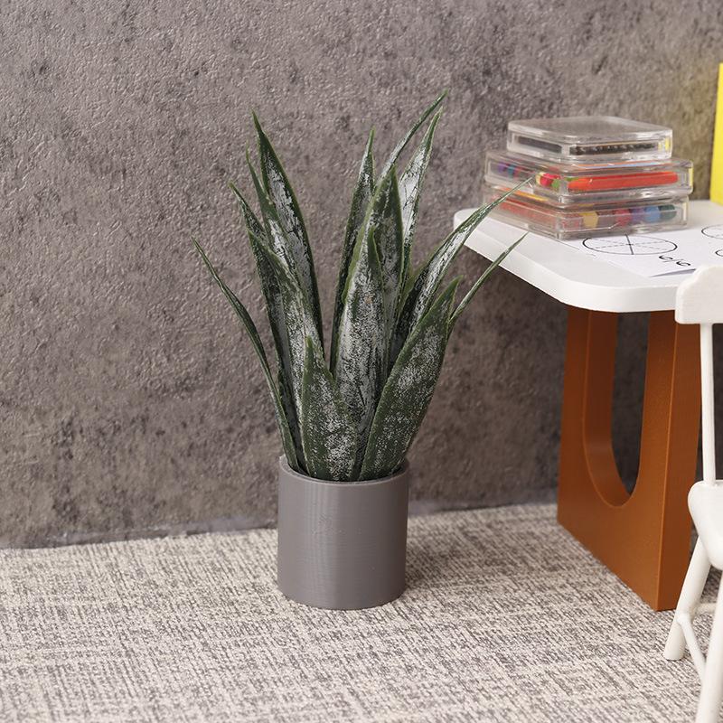 Miniaturowa roślina Aloe Vera  – Aloe Vera Pot recenzja i cena