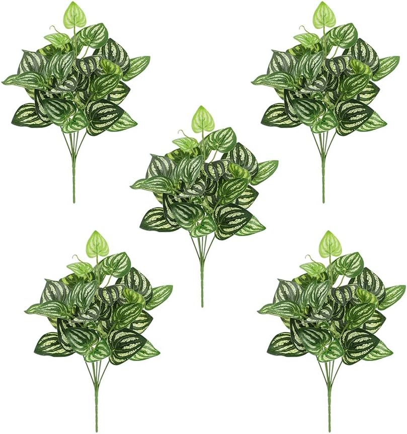 5 sztuk arbuz Peperomia sztucz – Peperomia Watermelon recenzja i cena