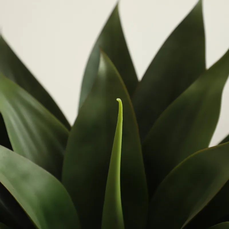 Sztuczna roślina aloe vera w d – Aloe Vera Pot recenzja i cena